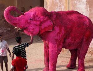 “It’s 2026, Use Photoshop For God’s Sake”: Pink Elephant Photoshoot In Jaipur Sparks Animal Welfare Row After Elephant’s Death