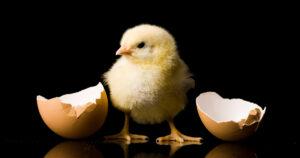 What Came First: The Chicken or the Egg? We Finally Cracked the Case!