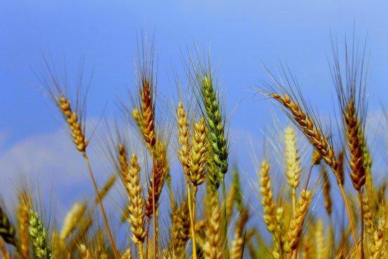 8. Who, among the following Indian scientists, discovered high-yielding varieties of wheat and rice in India?