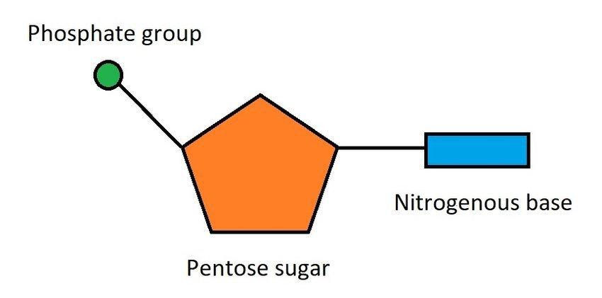 5. Which of these scientists was first to show nucleotides in protein synthesis?