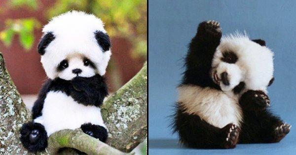 Just Cute AF Pictures Of Panda Babies That Make Sure You Don’t Get Any Work Done Today