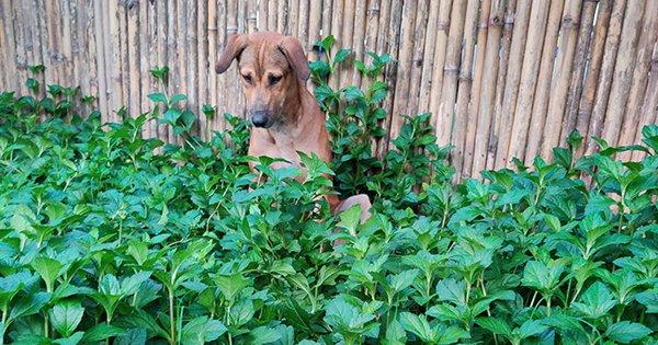 TikTok’s Heartwarming Initiative Of Making Homes For Stray Dogs Is Simply Pawsome