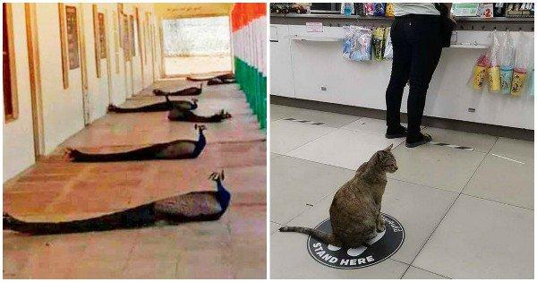 16 Pictures Of Animals Being Way Better At This Social Distancing Thing Than You