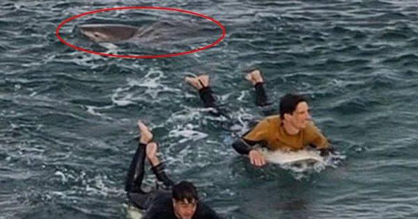 Watch: Surfer Just Manages To Escape A Shark Attack At Australian Beach