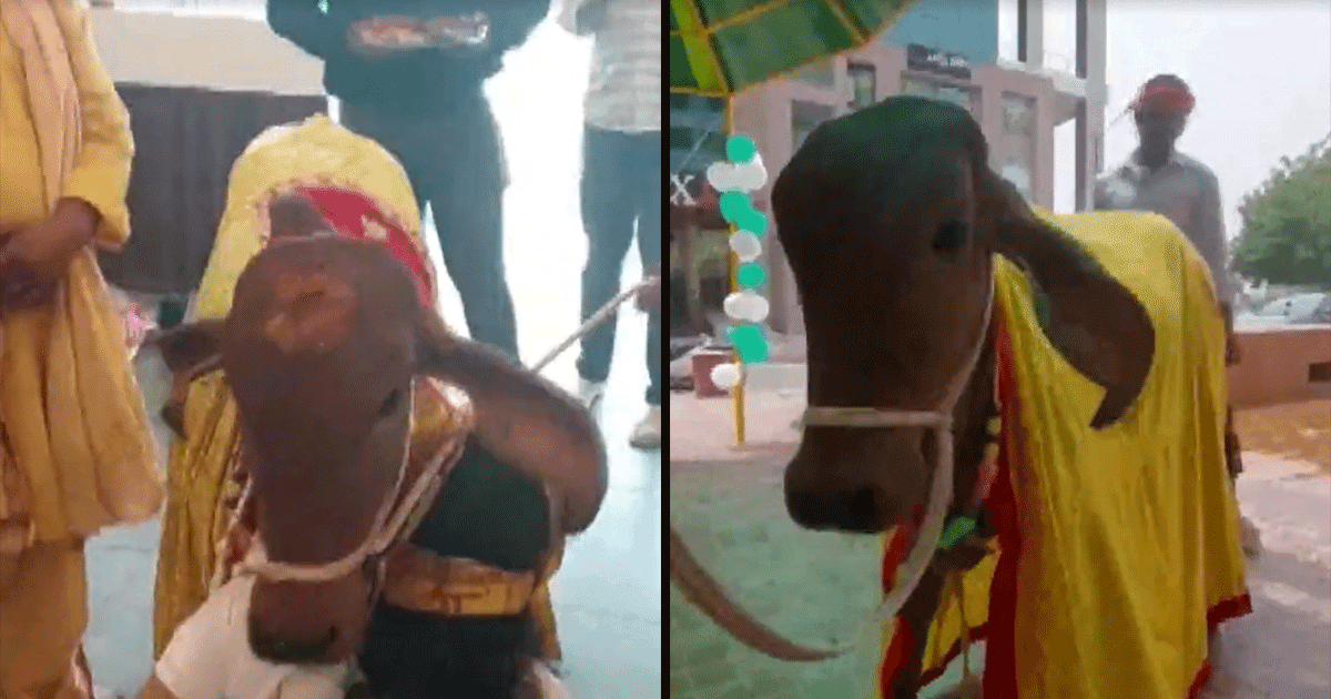This Lucknow Restaurant Owners Get A Cow To Inaugurate The Place. You Can’t Make This Up