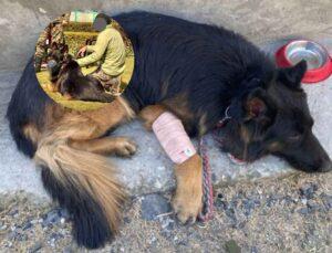 The Most Courageous Ball Of Fur; Meet Army Dog Tyson Who Leads Troops To Eliminate 3 Jaish Terrorists In J&K Even After Being Shot