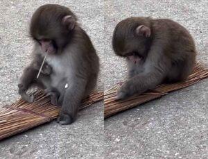 OMG! Is Baby Punch Monkey A Potterhead? This Video Made The Internet Think He’s Hogwarts-Ready