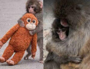 He’s Finally Accepted! Viral Abandoned Baby Monkey Punch Gets Accepted By His Troop After Weeks Of Rejection; Know Full Story Here!
